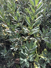 Myrica