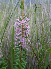 Agathosma ovata