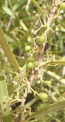 Gymnosporia linearis lanceolata