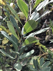 Myrica