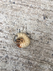 Scarabaeidae