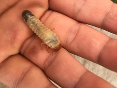 Scarabaeidae