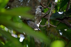 Picumnus albosquamatus