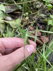 Rhynchospora radicans microcephala