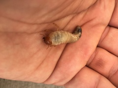 Scarabaeidae