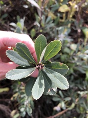 Myrica