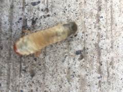 Scarabaeidae