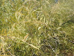 Gymnosporia linearis lanceolata