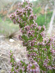 Erica hispidula hispidula