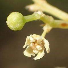 Gymnosporia linearis lanceolata