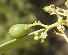 Gymnosporia linearis lanceolata