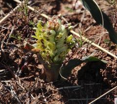 Lachenalia marginata