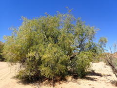 Gymnosporia linearis lanceolata
