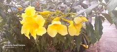 Allamanda cathartica