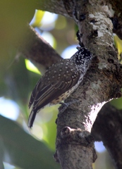 Picumnus albosquamatus