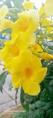 Allamanda cathartica