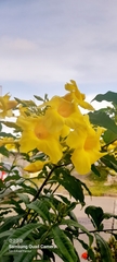 Allamanda cathartica