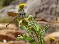 Pulicaria scabra