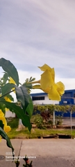 Allamanda cathartica