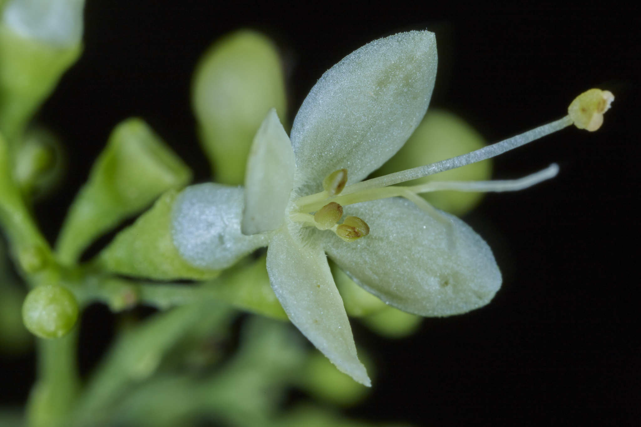 Aegiphila elata