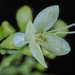 Aegiphila elata - Photo (c) Sune Holt,  זכויות יוצרים חלקיות (CC BY-NC), הועלה על ידי Sune Holt