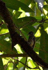 Picumnus albosquamatus