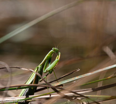 Mantis religiosa