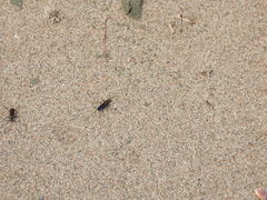 Ceropales bipunctata