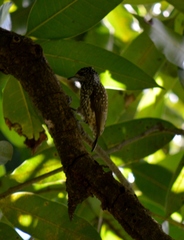 Picumnus albosquamatus