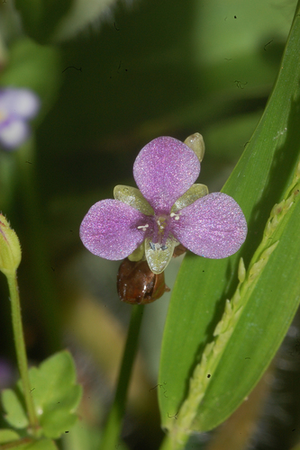 nakedstem dewflower (Murdannia nudiflora)