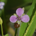 Murdannia nudiflora - Photo (c) Barry Hammel, algunos derechos reservados (CC BY-NC-SA)
