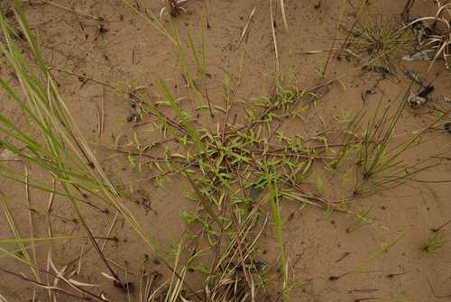 Murdannia nudiflora