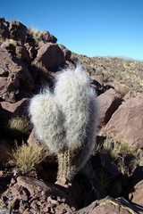 Oreocereus celsianus