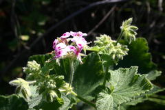 Pelargonium papilionaceum