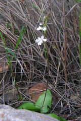 Holothrix parviflora