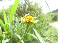 Heliopsis buphthalmoides