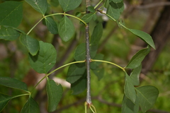 Fraxinus papillosa
