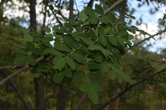 Fraxinus papillosa