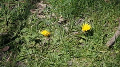Taraxacum officinale
