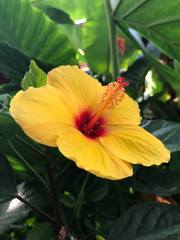 Hibiscus brackenridgei