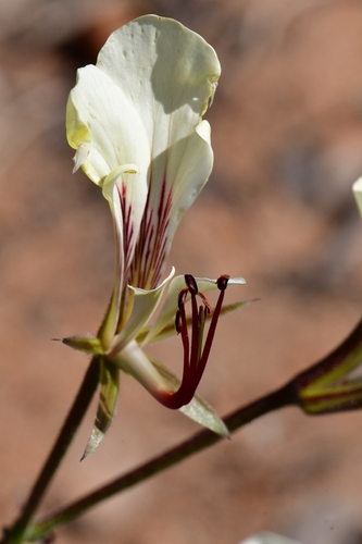 Pelargonium tetragonum 2