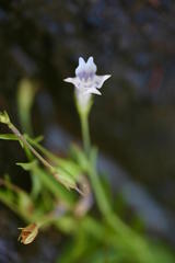 Lindernia parviflora
