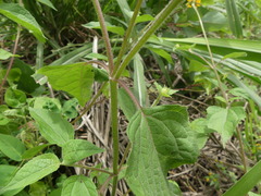 Heliopsis buphthalmoides