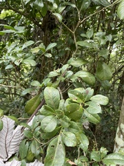 Guapira fragrans