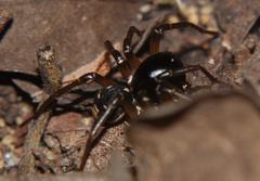 Hermippus septemguttatus