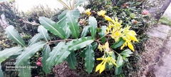 Allamanda cathartica