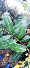 Allamanda cathartica