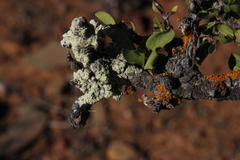 Dufourea