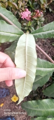 Allamanda cathartica