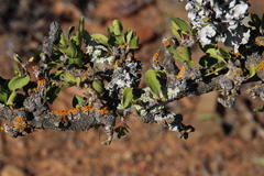 Dufourea